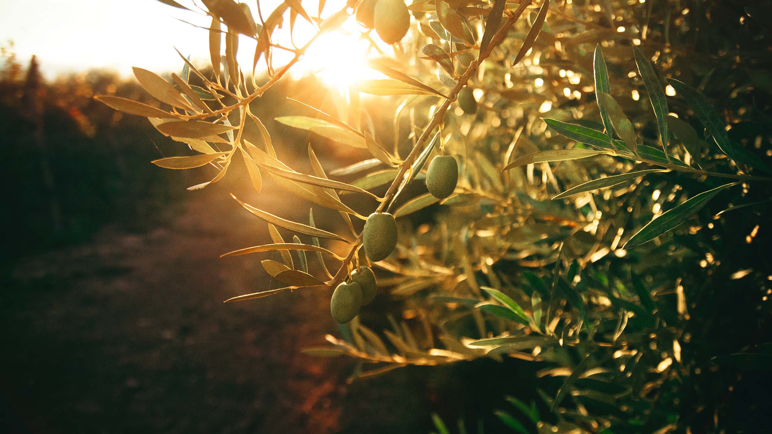 Organic olive oil trees in Sicily, Italy.