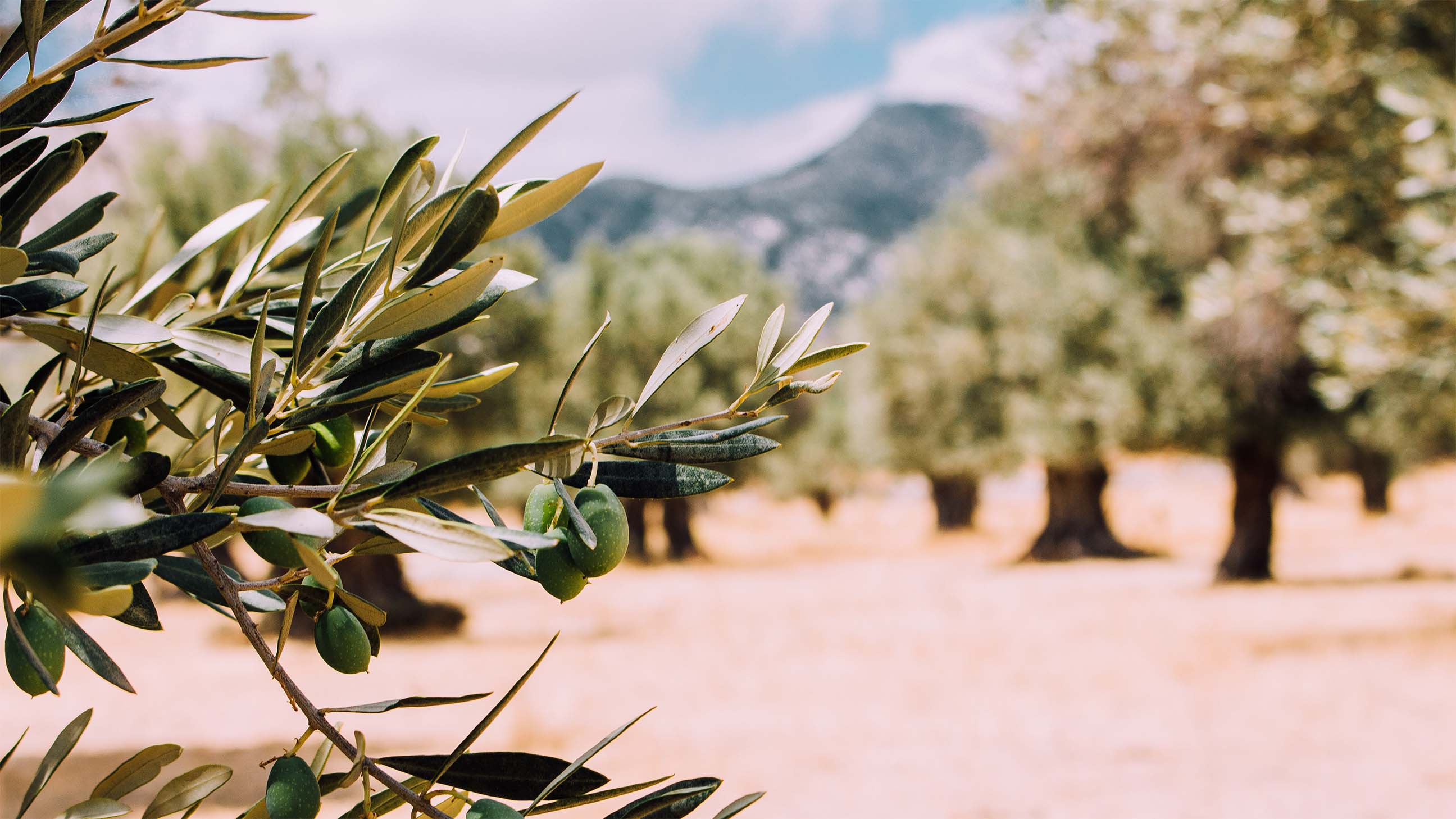 Organic olive oil groves in Sicily, Italy.