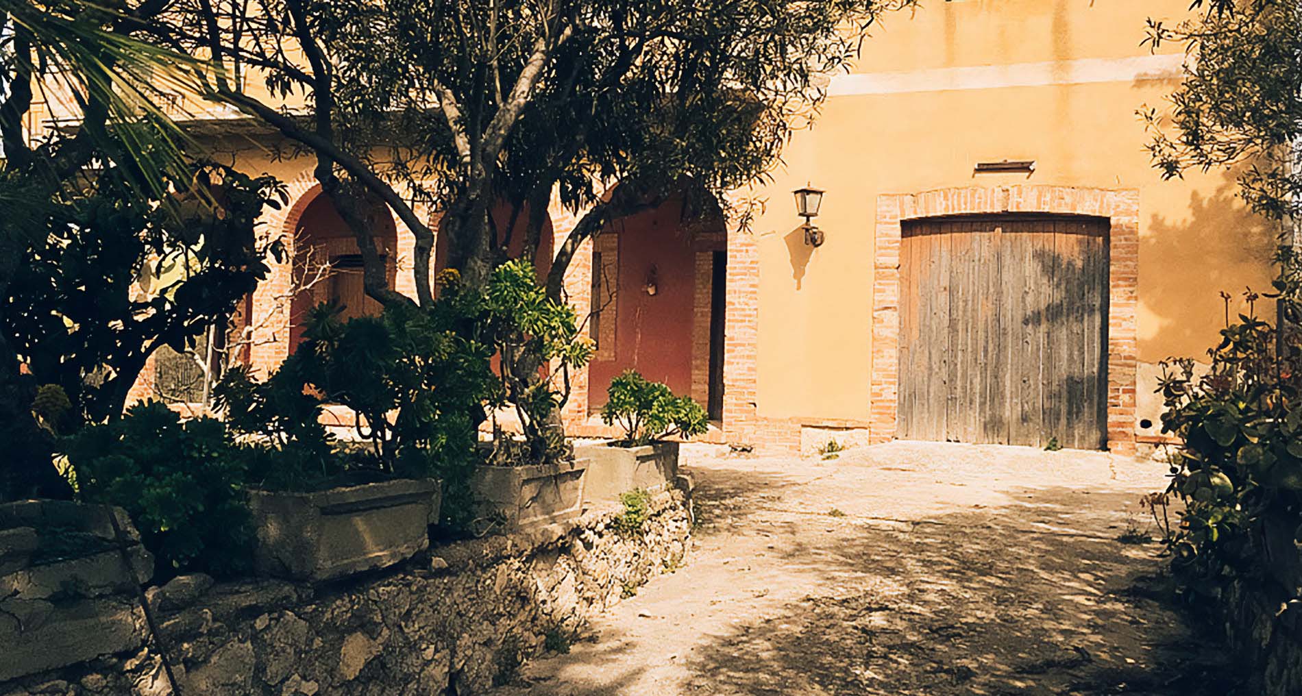 The farm where Di Mino olive oil is produced.