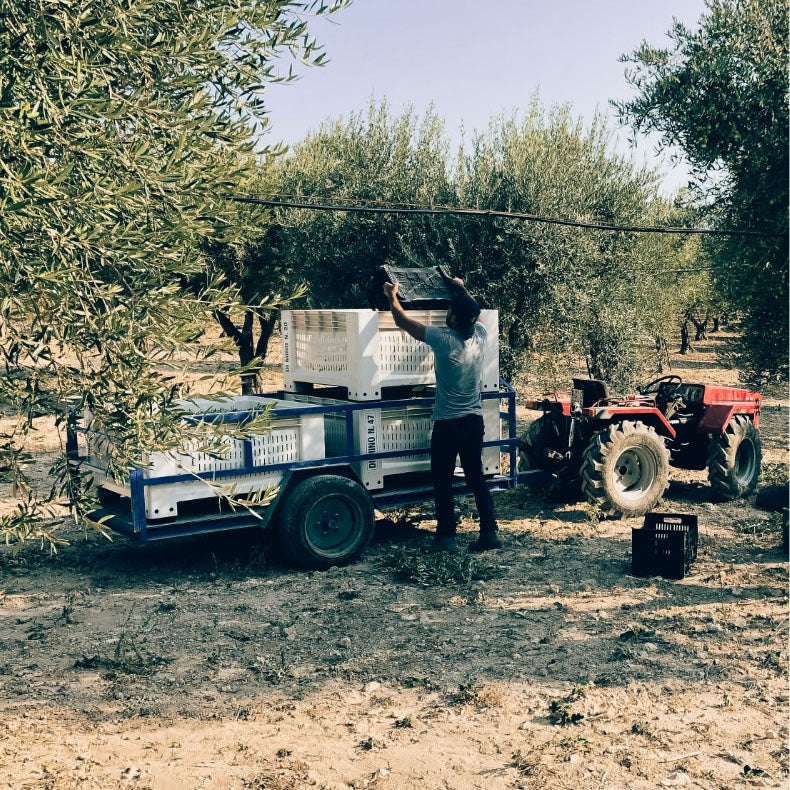 A farmer harvesting organic olives in Sicily.